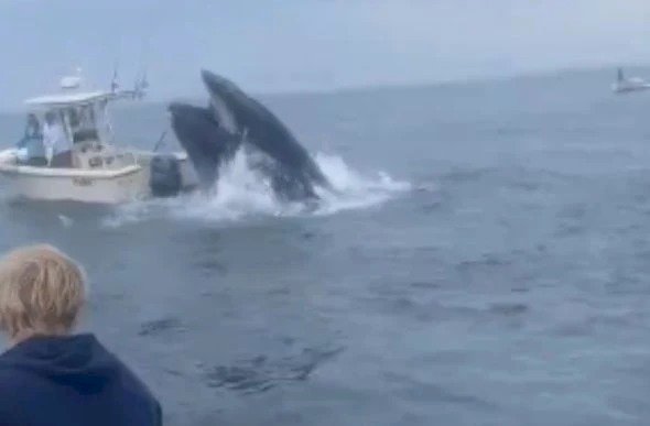 Vídeo: baleia-jubarte salta, vira barco de pesca e joga pessoas no mar