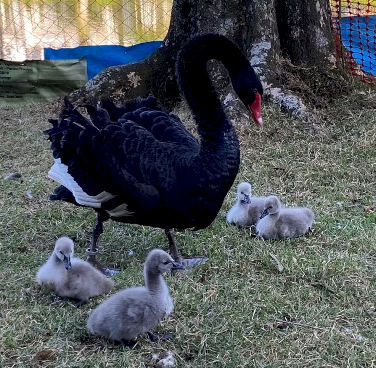 Filhotes de cisnes negros nascem em museu em Juiz de Fora pela primeira vez em 7 anos