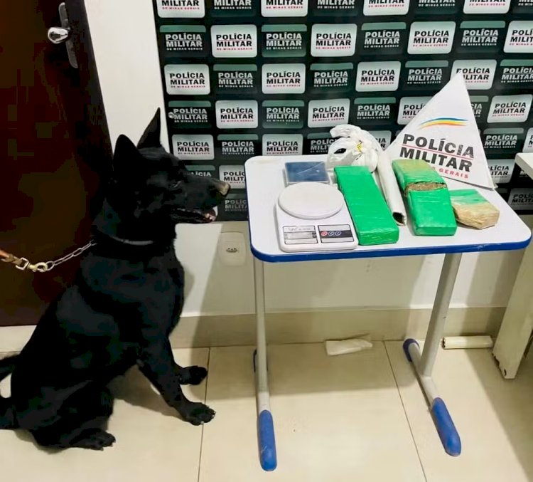 Com ajuda de cães farejadores, polícia encontra barras de maconha enterradas em área de mata