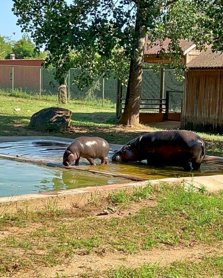 Filhote de hipopótamo-pigmeu, em perigo de extinção, nasce em zoológico de Portugal