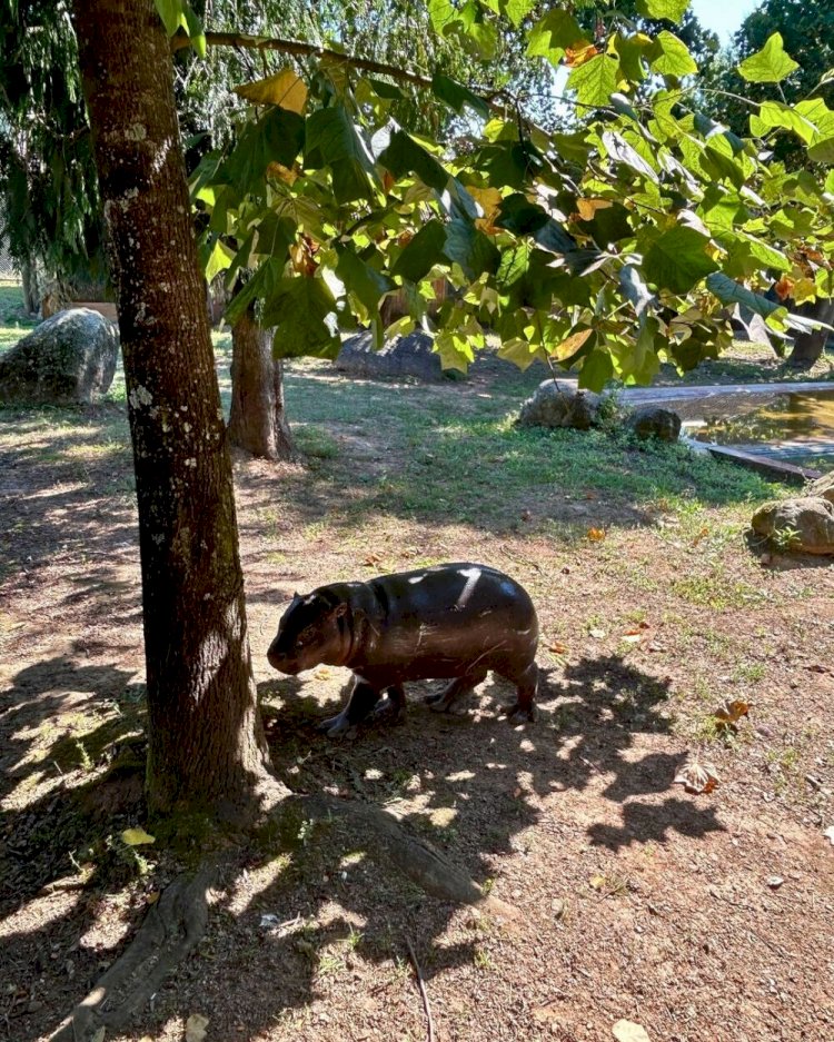 Filhote de hipopótamo-pigmeu, em perigo de extinção, nasce em zoológico de Portugal