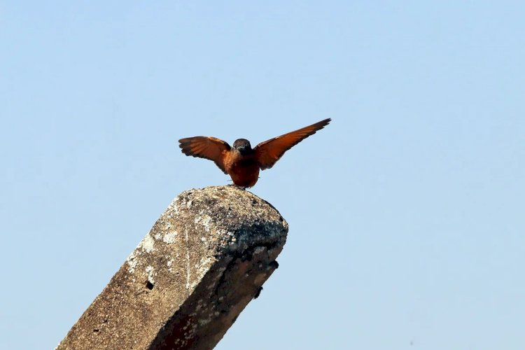 Onda de calor atinge a Zona da Mata neste fim de semana