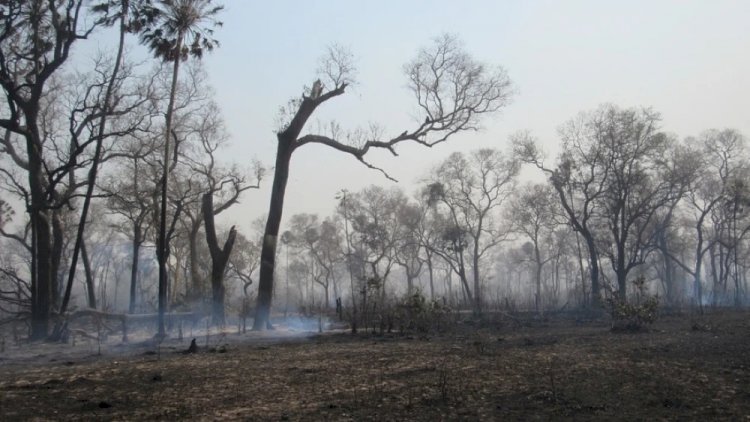 Destruição de santuário no Pantanal deixa araras-azuis, onças e tamanduás em risco