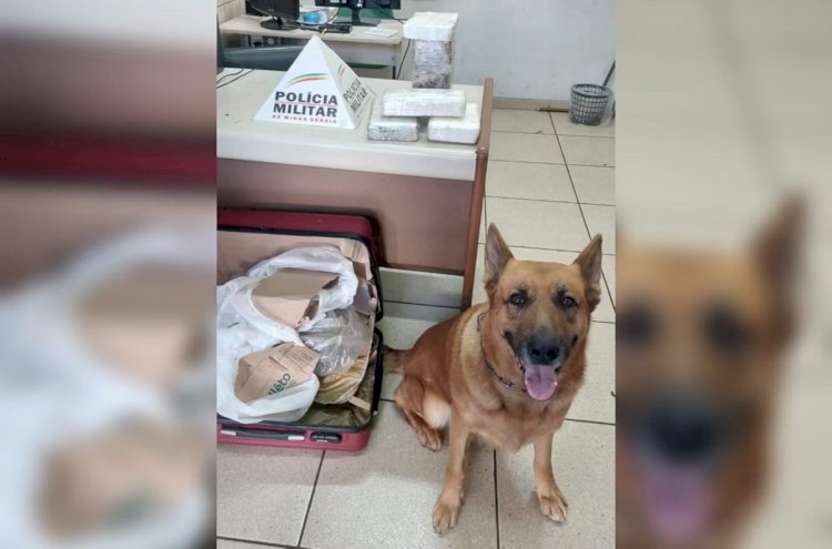 Vídeo: cão Lion volta a dar prejuízo ao tráfico em Minas e encontra cocaína em rodoviária