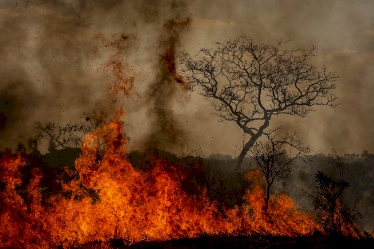 Incêndio criminoso em área de mata pode resultar em prisão e multa; entenda