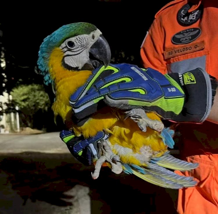 Arara-azul foge de queimadas e é resgatada por bombeiros em Três Marias