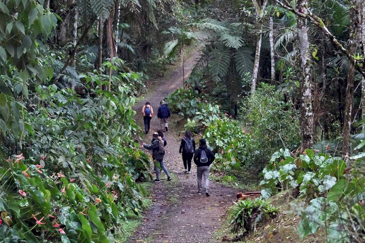 Parque Nacional do Itatiaia: uma visita à Mata Atlântica com sotaques mineiro e carioca