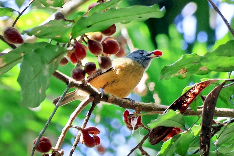 Parque Nacional do Itatiaia: uma visita à Mata Atlântica com sotaques mineiro e carioca