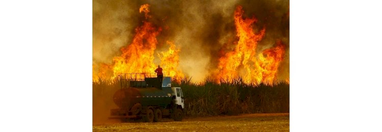 Prejuízo da cana com incêndios aumenta e chega a R$ 1,2 bilhão; isso terá reflexos no seu bolso?