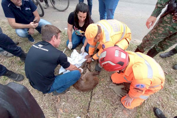 Veado é resgatado às margens do Rio Paraibuna