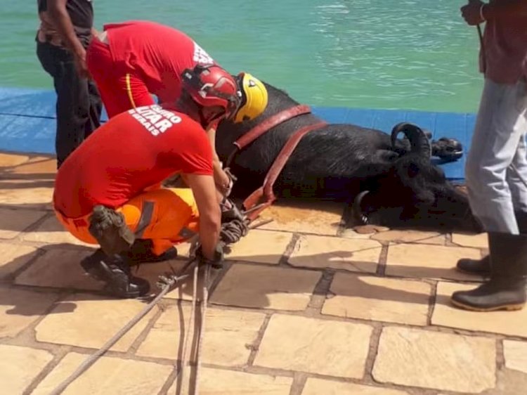 VÍDEO: Búfala é flagrada 'nadando' em piscina de clube no interior de MG