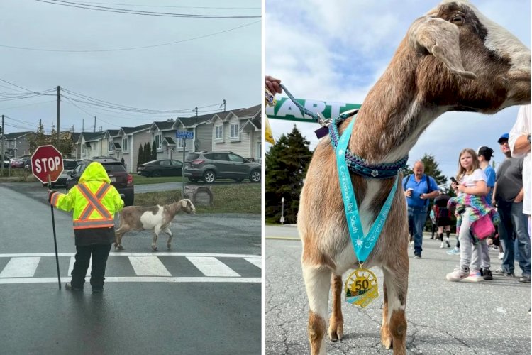 Cabra foge, corre meia-maratona e ganha medalha na linha de chegada