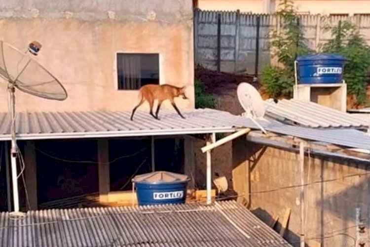 Lobo-guará é resgatado de telhado de residência