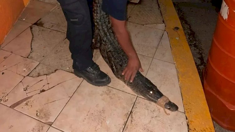 Furacão no México faz 40 crocodilos escaparem de santuário em Acapulco