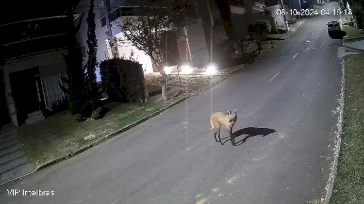 Lobo-guará é flagrado andando em condomínio de Juiz de Fora; VÍDEO