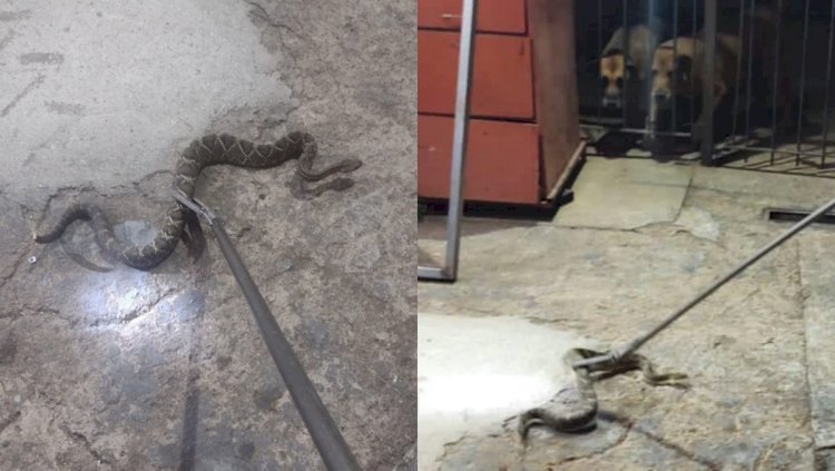 Cobra que está entre as mais perigosas do mundo aparece em quintal e assusta cães em MG; veja