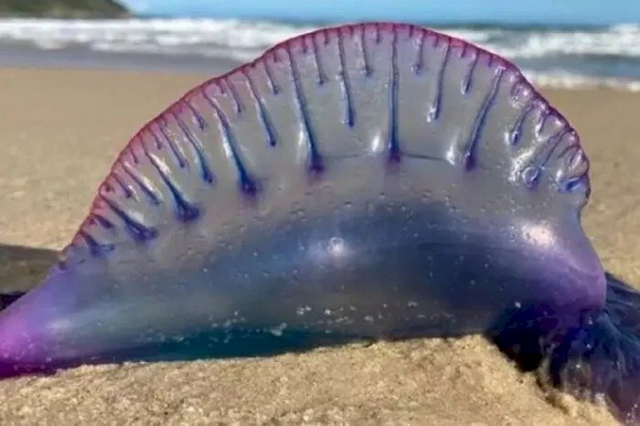 Caravelas-portuguesas são encontradas em praias da Região dos Lagos