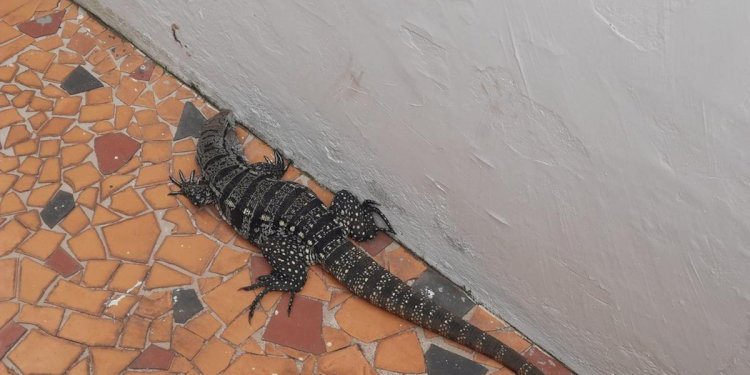 VÍDEO: teiú é capturado após invadir casa e assustar moradores em Araxá, no Triângulo Mineiro