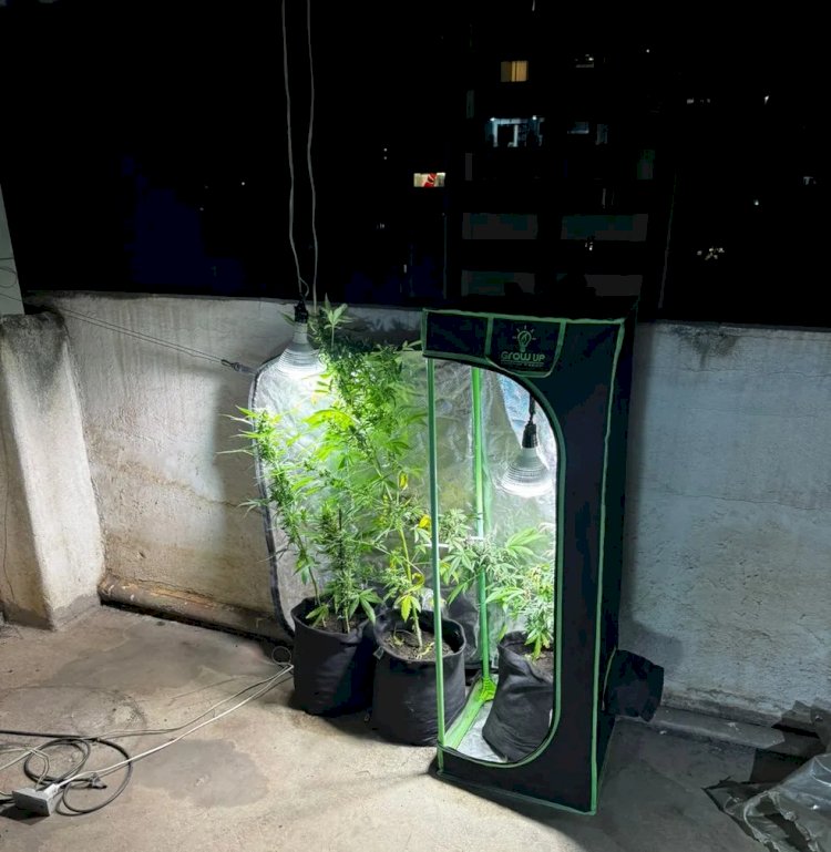 Síndico fecha cobertura de prédio para cultivar maconha e acaba preso em MG