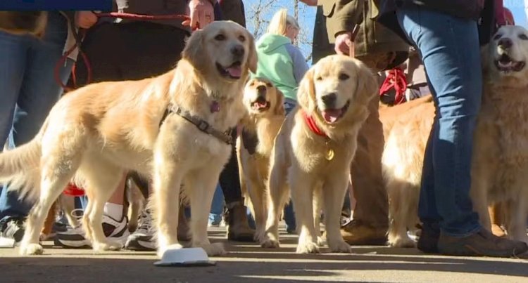 Rolê canino: Encontro de 'salsichinhas' e golden acontece no Jardim Norte no fim de semana