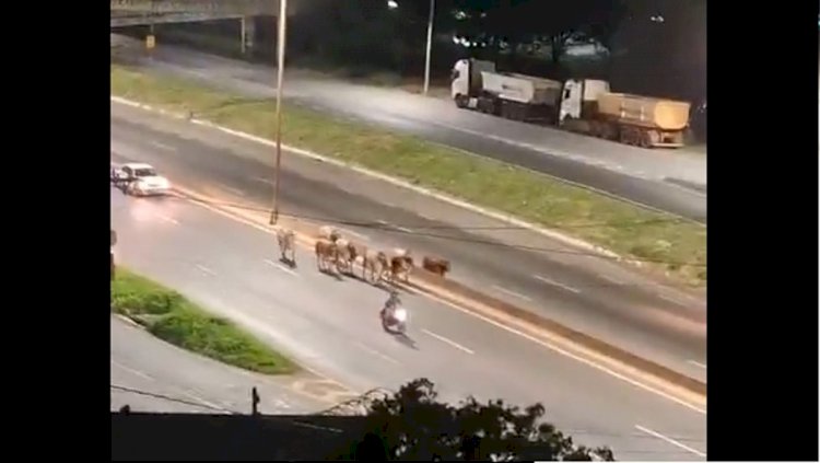 Após 'invasão' no Anel Rodoviário, dois bois foram sacrificados pela polícia em BH