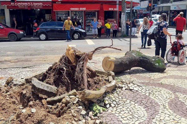 Vendaval registrado em Juiz de Fora é o segundo maior em 35 anos