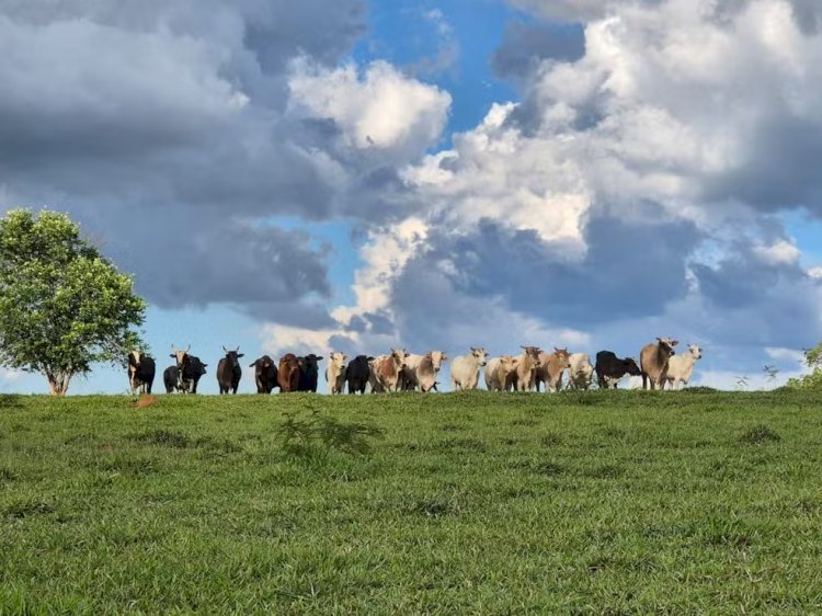 Bovinos das raças Nelore e Angus, avaliados em R$ 85 mil, são recuperados na zona rural de Araxá