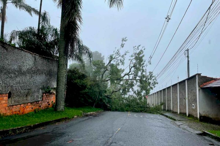 Queda de árvore interdita rua na Cidade Alta