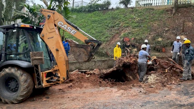 Trabalho de retirada de árvore deve mudar trânsito em bairro de Juiz de Fora