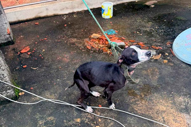 Mulher é presa por maus-tratos a animais domésticos