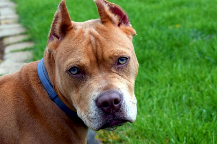 Lei que obriga uso de focinheira em pit bull em Minas é promulgada