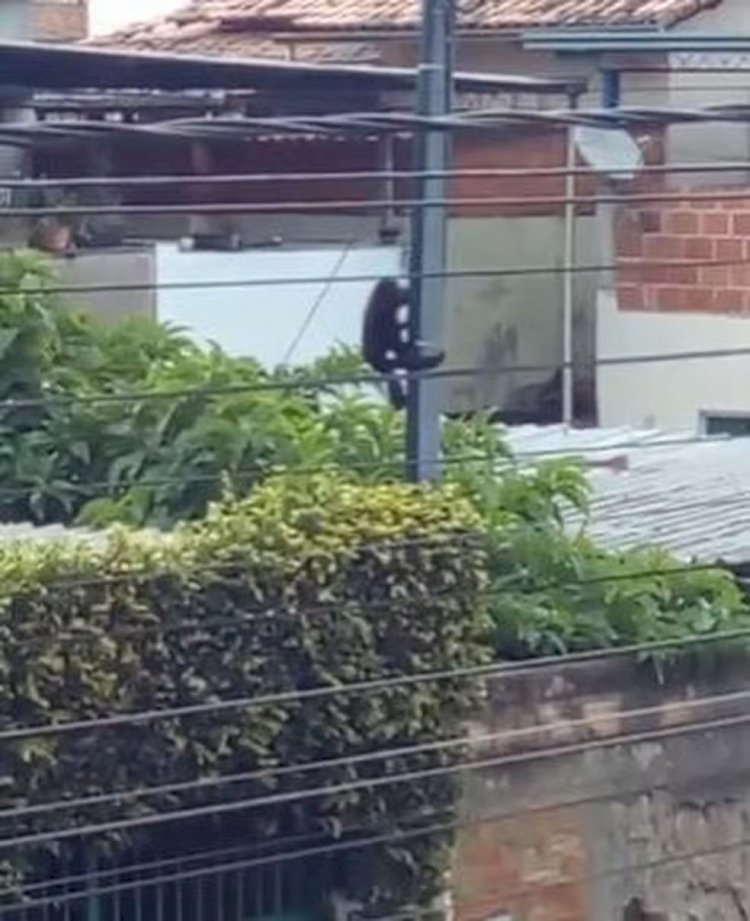 Macaco bugio é flagrado em telhados e fios elétricos no Bairro Benfica, em Juiz de Fora; VÍDEO