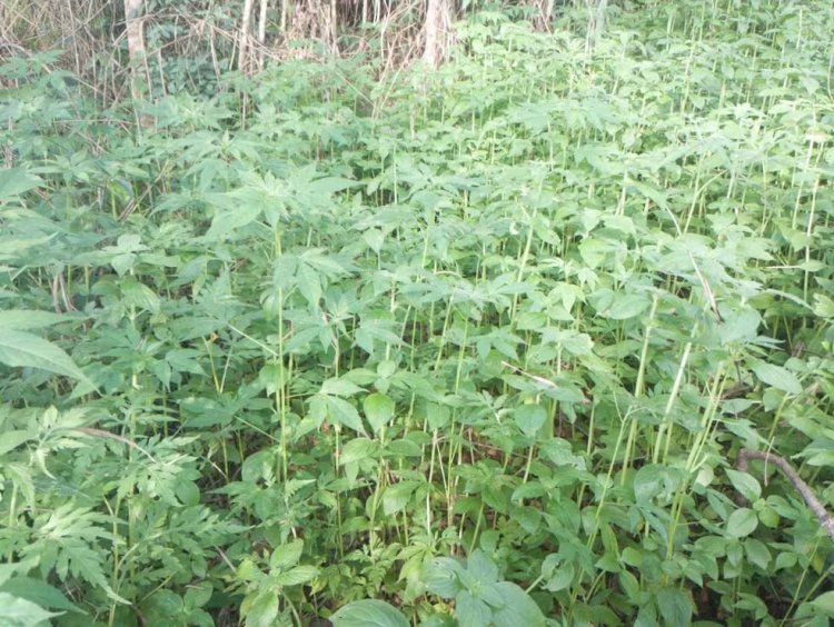 Polícia Militar encontra plantação com quase 400 pés de maconha na Região Central de Minas Gerais