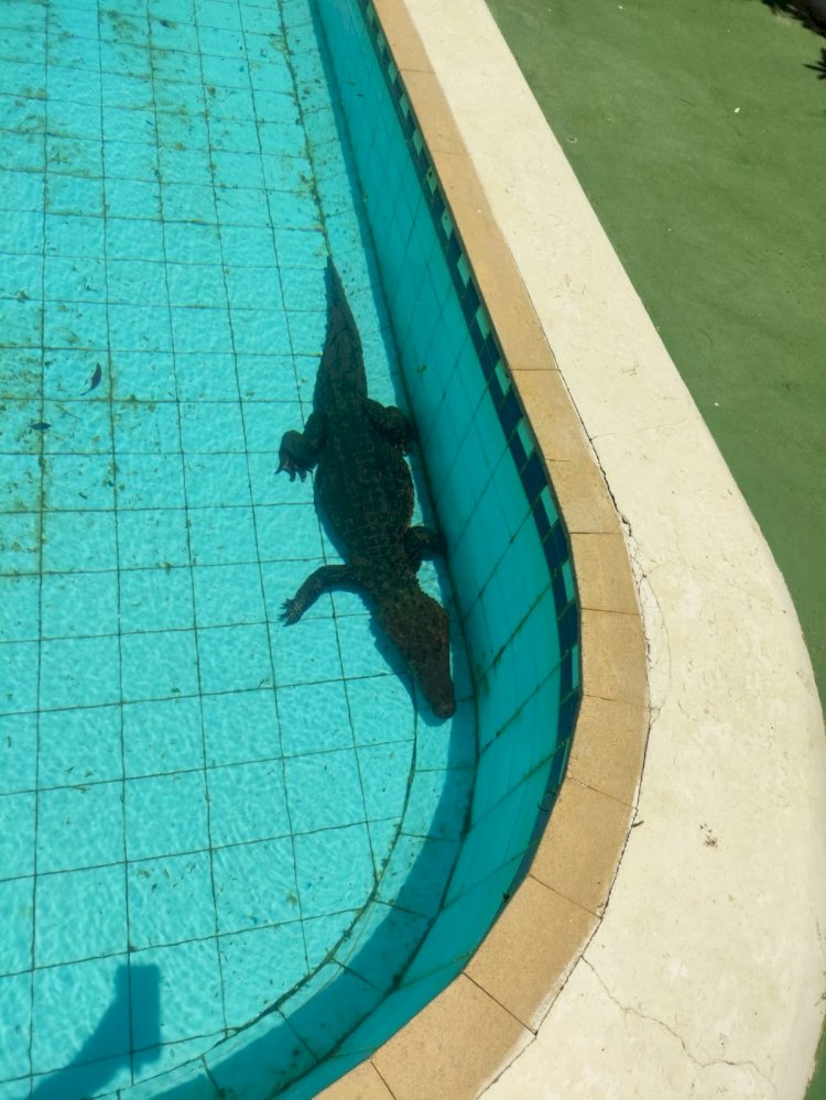 Jacaré é capturado em piscina de clube no interior de MG