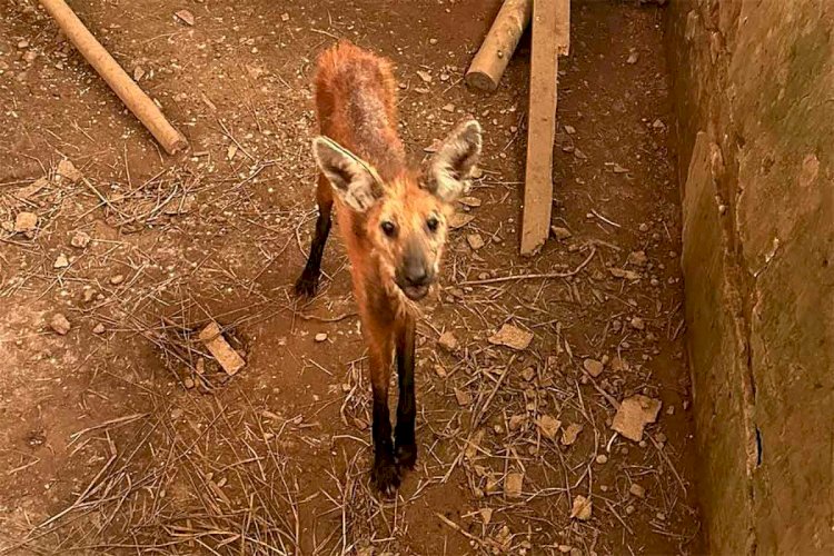 Lobo-guará debilitado é resgatado em propriedade rural