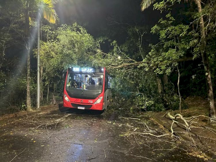 Vendaval de quase 100km/h derruba árvores e deixa ruas sem energia em Juiz de Fora; VÍDEO