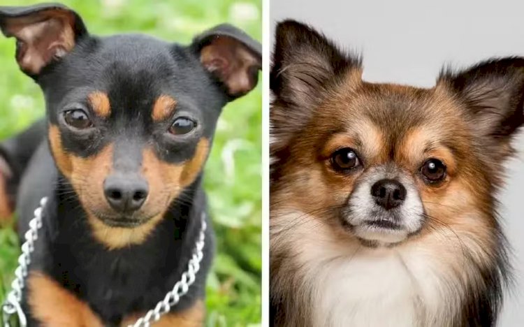 Rodas de samba, Saint Patrick's e encontro de cães das raças Pinscher e Chihuahua: veja agenda cultural para o fim de semana em Juiz de Fora