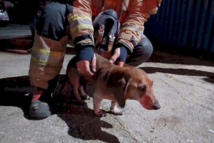 Bombeiros resgatam cachorro que ficou preso em casa durante incêndio na Serra do Bandeirantes