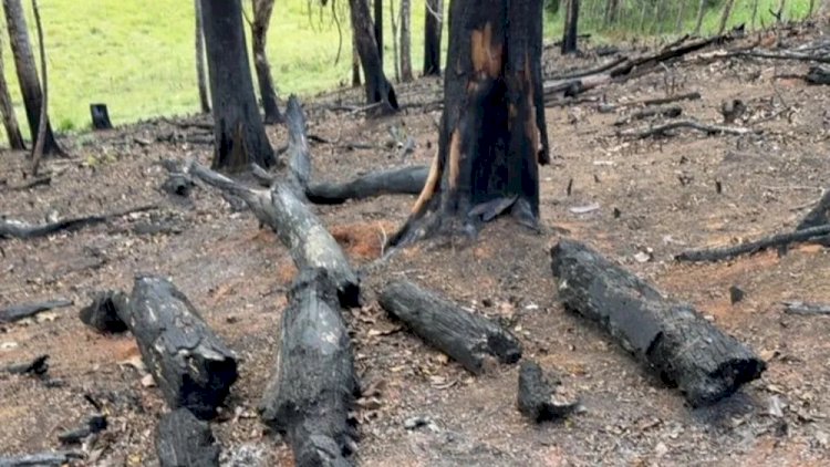 Homem é multado em mais de R$ 6 mil por incêndio em mata na Zona da Mata