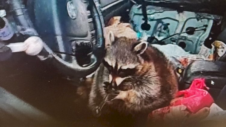 Guaxinim com cachimbo de metanfetamina é encontrado durante blitz